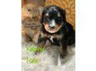 Mutt Puppy for sale in Saint James, MO, USA