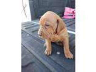 Vizsla Puppy for sale in Inola, OK, USA