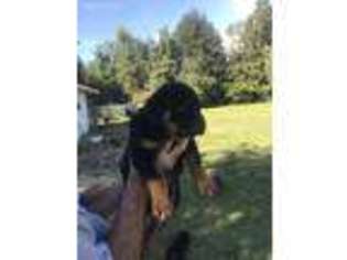 Rottweiler Puppy for sale in Gainesville, FL, USA