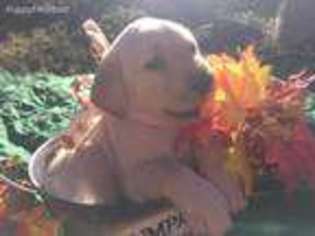Labrador Retriever Puppy for sale in Fallbrook, CA, USA