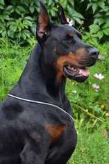 Doberman Pinscher Puppy for sale in Portland, OR, USA