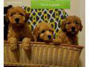 Goldendoodle Puppy for sale in Arlington, WA, USA