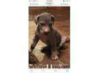 Great Dane Puppy for sale in Stearns, KY, USA
