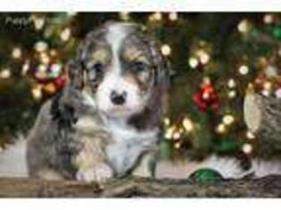 Mutt Puppy for sale in Humboldt, MN, USA
