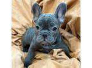 French Bulldog Puppy for sale in Brooklyn, NY, USA