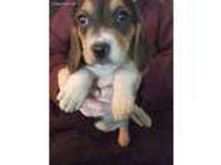 Beagle Puppy for sale in South Easton, MA, USA