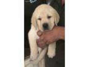 Labrador Retriever Puppy for sale in Deerfield Beach, FL, USA