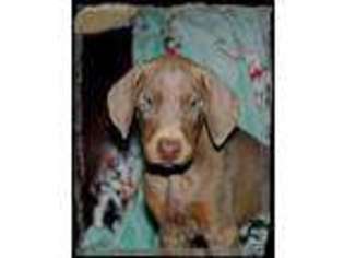 Doberman Pinscher Puppy for sale in Goshen, OH, USA