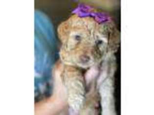 Goldendoodle Puppy for sale in Richton, MS, USA
