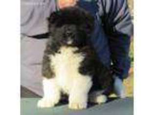 Akita Puppy for sale in Broken Arrow, OK, USA