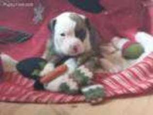 Olde English Bulldogge Puppy for sale in Rochester, NY, USA