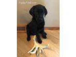 Labrador Retriever Puppy for sale in Finlayson, MN, USA
