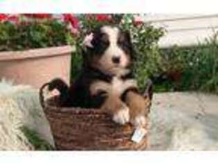 Bernese Mountain Dog Puppy for sale in Bristol, IN, USA