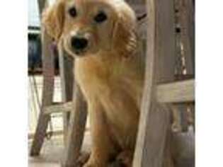 Golden Retriever Puppy for sale in Auburn, WA, USA