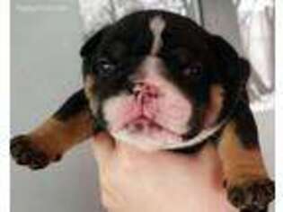 Bulldog Puppy for sale in Camby, IN, USA
