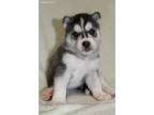 Siberian Husky Puppy for sale in Edinburg, TX, USA