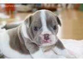 Bulldog Puppy for sale in Plummer, ID, USA