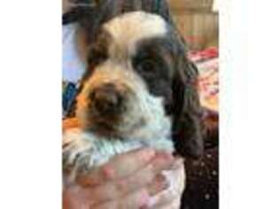 English Springer Spaniel Puppy for sale in Lebanon, OR, USA