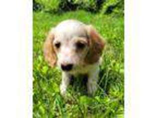 Dachshund Puppy for sale in Pineville, MO, USA
