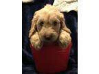 Goldendoodle Puppy for sale in Kenner, LA, USA