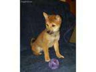 Shiba Inu Puppy for sale in Clinton, MI, USA