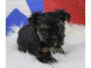 Shorkie Tzu Puppy for sale in Greenville, TX, USA
