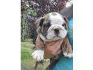 Bulldog Puppy for sale in Silverdale, WA, USA