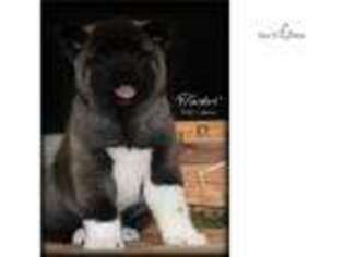 Akita Puppy for sale in Saint Joseph, MO, USA