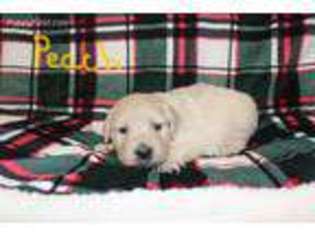 Golden Retriever Puppy for sale in Menominee, MI, USA