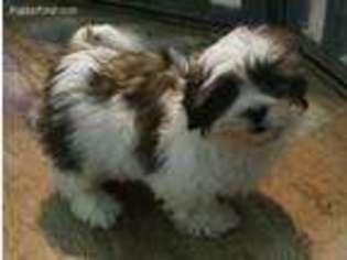 Mal-Shi Puppy for sale in Clare, IL, USA
