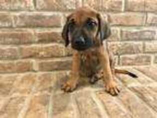 Rhodesian Ridgeback Puppy for sale in Marshall, TX, USA