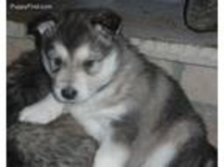 Alaskan Malamute Puppy for sale in Trivoli, IL, USA