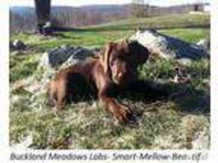 Labrador Retriever Puppy for sale in CROYDON, NH, USA