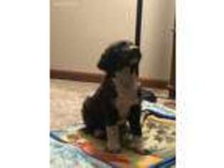 Labradoodle Puppy for sale in Monroeville, IN, USA