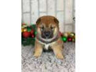 Shiba Inu Puppy for sale in Bristol, IN, USA