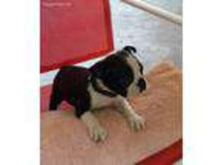 Boston Terrier Puppy for sale in Camden, SC, USA