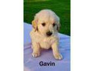 Golden Retriever Puppy for sale in Waynesboro, PA, USA