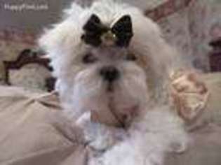 Maltese Puppy for sale in Farmington, MO, USA