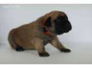 Mastiff Puppy for sale in Maineville, OH, USA