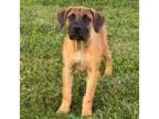 Boerboel Puppy for sale in Georgetown, OH, USA
