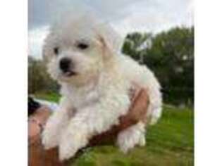 Maltese Puppy for sale in Sussex, NJ, USA
