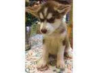 Alaskan Malamute Puppy for sale in Monument, CO, USA