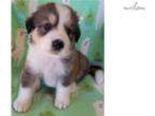 Bernese Mountain Dog Puppy for sale in North Platte, NE, USA