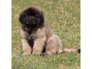 Leonberger Puppy for sale in Niagara Falls, NY, USA