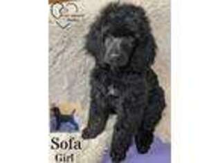 Mutt Puppy for sale in Burns, OR, USA