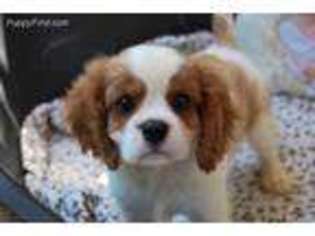 Cavalier King Charles Spaniel Puppy for sale in Edmond, OK, USA