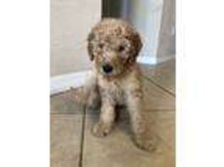 Goldendoodle Puppy for sale in Pembroke Pines, FL, USA