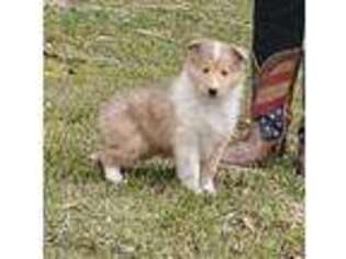 Collie Puppy for sale in Caledonia, IL, USA