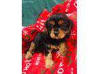 Cavalier King Charles Spaniel Puppy for sale in Farmington, MO, USA