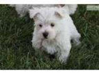 West Highland White Terrier Puppy for sale in Saint Joseph, MO, USA